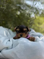 Luna Baby, a female Yorkshire Terrier for sale in Spokane, WA – 1 of 7