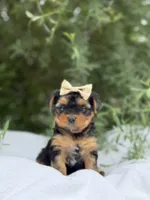 Abigail, a female Yorkshire Terrier for sale in Spokane, WA – 2 of 10