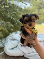 Little Willow, a female Yorkshire Terrier for sale in Spokane, WA – 8 of 9