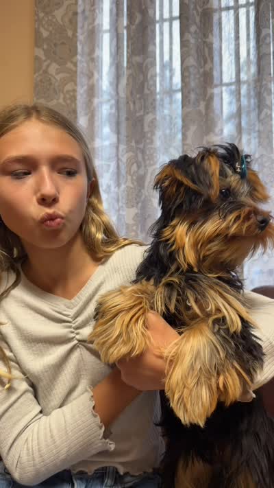 Mr. Peabody, a male Yorkshire Terrier for sale in Spokane, WA – 8 of 8