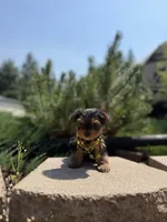 Little Willow, a female Yorkshire Terrier for sale in Spokane, WA – 5 of 9