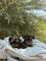 Little Milo, a male Yorkshire Terrier for sale in Spokane, WA – 2 of 10