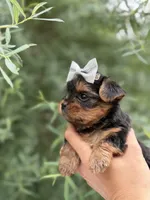 Princess Peach, a female Yorkshire Terrier for sale in Spokane, WA – 3 of 7