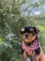 Luna Baby, a female Yorkshire Terrier for sale in Spokane, WA – 2 of 7