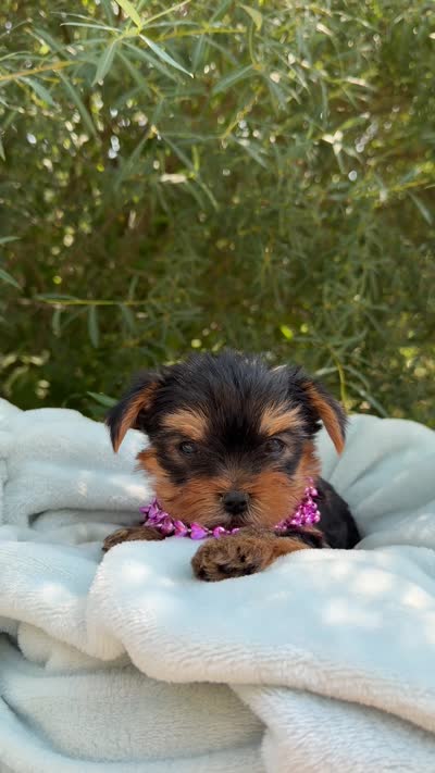Luna Baby, a female Yorkshire Terrier for sale in Spokane, WA – 7 of 7