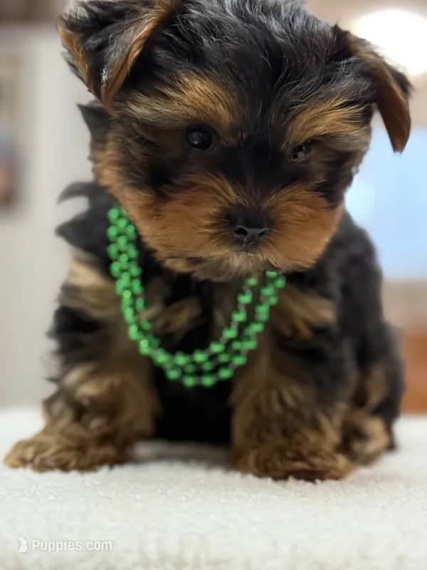 Asher – Yorkshire Terrier puppy for sale in Spokane, WA