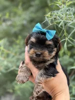 Lillian, a female Yorkshire Terrier for sale in Spokane, WA – 6 of 8
