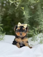 Abigail, a female Yorkshire Terrier for sale in Spokane, WA – 4 of 10