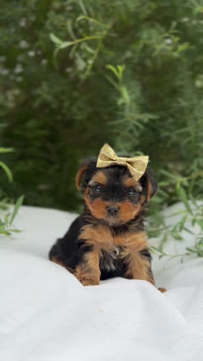Abigail, a female Yorkshire Terrier for sale in Spokane, WA – 10 of 10