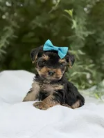 Lillian, a female Yorkshire Terrier for sale in Spokane, WA – 4 of 8