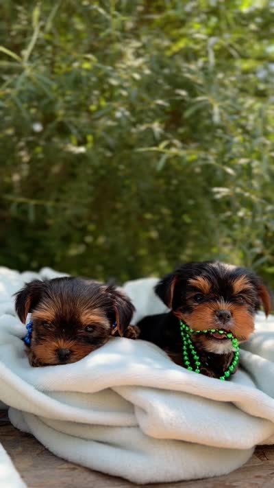 Little Milo, a male Yorkshire Terrier for sale in Spokane, WA – 10 of 10