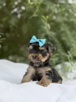 Lillian, a female Yorkshire Terrier for sale in Spokane, WA – 7 of 8