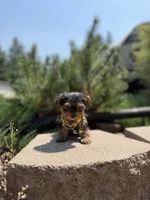 Little Willow, a female Yorkshire Terrier for sale in Spokane, WA – 3 of 9