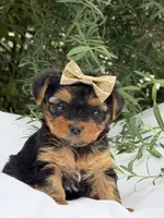 Abigail, a female Yorkshire Terrier for sale in Spokane, WA – 8 of 10
