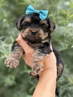 Lillian, a female Yorkshire Terrier for sale in Spokane, WA – 3 of 8