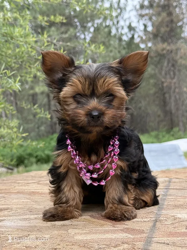 Annabelle , a female Yorkshire Terrier for sale in Spokane, WA – 1 of 1