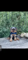 PENDING, a male Yorkshire Terrier for sale in Spokane, WA – Photo 3 of 4