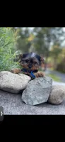 PENDING, a male Yorkshire Terrier for sale in Spokane, WA – Photo 1 of 4