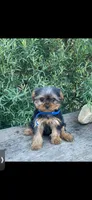 PENDING, a male Yorkshire Terrier for sale in Spokane, WA – Photo 2 of 4