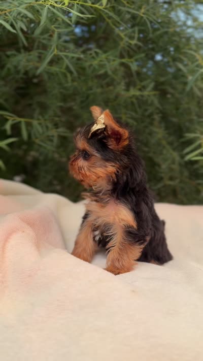 TOY Daisy, a female Yorkshire Terrier for sale in Spokane, WA – 6 of 6