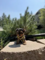 Little Willow, a female Yorkshire Terrier for sale in Spokane, WA – 7 of 9