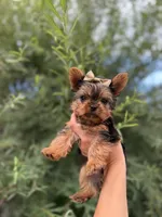TOY Daisy, a female Yorkshire Terrier for sale in Spokane, WA – 2 of 6
