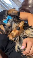 Mr. Peabody, a male Yorkshire Terrier for sale in Spokane, WA – 3 of 8