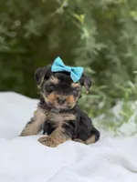 Lillian, a female Yorkshire Terrier for sale in Spokane, WA – 2 of 8