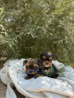 Little Milo, a male Yorkshire Terrier for sale in Spokane, WA – 6 of 10