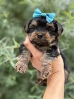 Lillian, a female Yorkshire Terrier for sale in Spokane, WA – 8 of 8