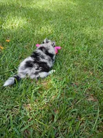 Latte, a female Pomsky for sale in Orange Park, FL – 5 of 10
