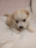 Takita, a female Pomsky for sale in Orange Park, FL – 2 of 10