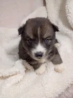 Mayne, a female Pomsky for sale in Orange Park, FL – 3 of 10