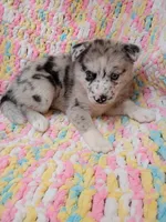 Chai, a female Pomsky for sale in Orange Park, FL – 3 of 8