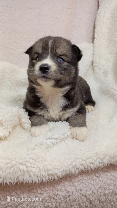 Mayne – Pomsky puppy for sale in Orange Park, FL