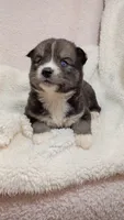 Mayne, a female Pomsky for sale in Orange Park, FL – 1 of 10