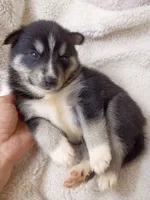 Mika, a male Pomsky for sale in Orange Park, FL – 7 of 10