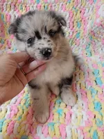 Latte, a female Pomsky for sale in Orange Park, FL – 6 of 10