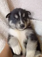 Mika, a male Pomsky for sale in Orange Park, FL – 6 of 10