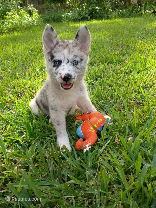 Chai – Pomsky puppy for sale in Orange Park, FL