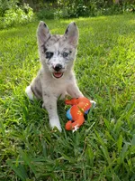Chai, a female Pomsky for sale in Orange Park, FL – 1 of 9