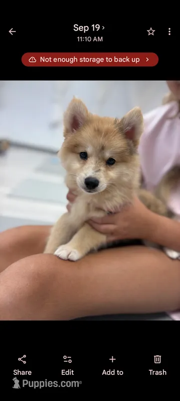 Capella – Pomsky puppy for sale in Orange Park, FL