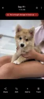 Capella, a female Pomsky for sale in Orange Park, FL – 1 of 9