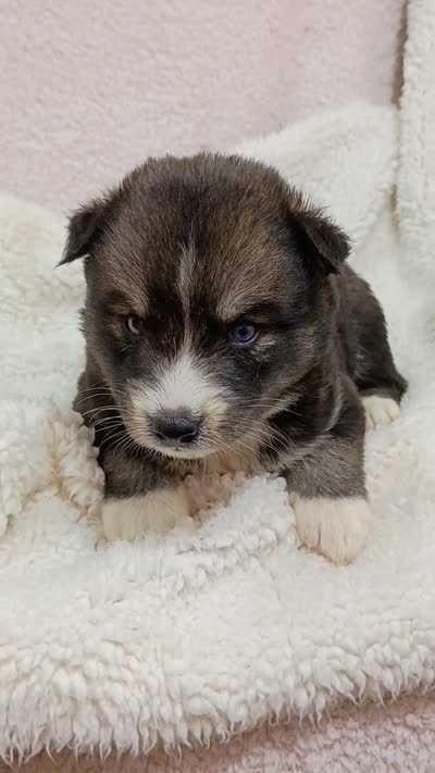 Mayne, a female Pomsky for sale in Orange Park, FL – 10 of 10