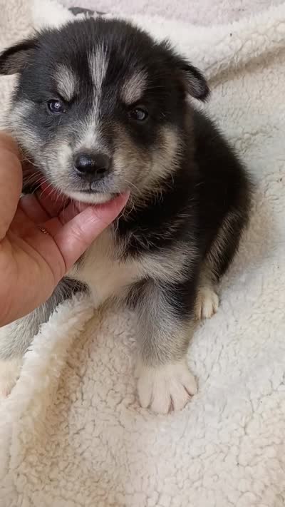 Mika, a male Pomsky for sale in Orange Park, FL – 9 of 10