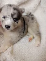 Vanabelle , a female Pomsky for sale in Orange Park, FL – 4 of 10