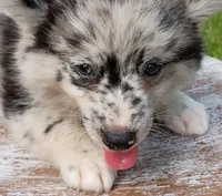 Latte, a female Pomsky for sale in Orange Park, FL – 3 of 10