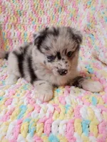 Latte, a female Pomsky for sale in Orange Park, FL – 2 of 10