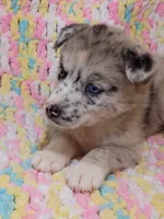 Chai, a female Pomsky for sale in Orange Park, FL – 2 of 8