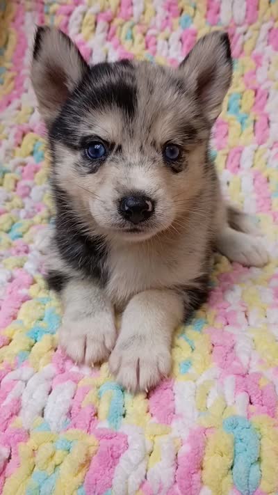 Macchi, a female Pomsky for sale in Orange Park, FL – 9 of 10